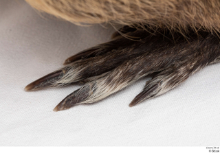 Nutria foot 0034.jpg